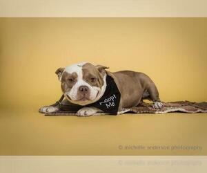 Bulldog-Staffordshire Bull Terrier Mix Dogs for adoption in Corona, CA, USA