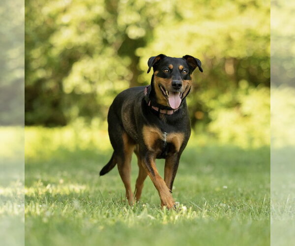 Medium Photo #11 Doberman Pinscher-Unknown Mix Puppy For Sale in Spring Lake, NC, USA