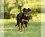 Small #10 Doberman Pinscher Mix