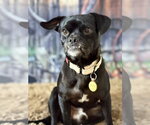 Small #4 Pug Mix