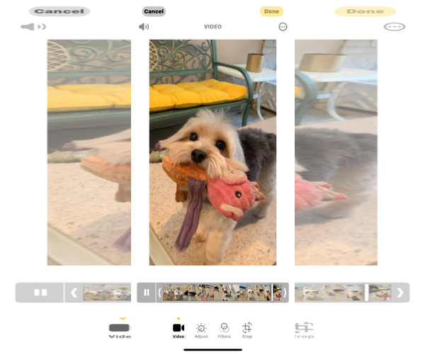 Medium Photo #9 Maltese-Unknown Mix Puppy For Sale in Santa Clarita, CA, USA