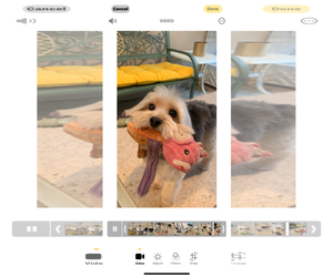 Krumpus & Mona - Female Maltese-Unknown Mix Dog for Adoption - Photo #9