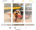 Small Photo #9 Maltese-Unknown Mix Puppy For Sale in Santa Clarita, CA, USA