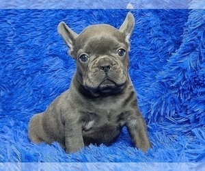 French Bulldog Puppy for sale in BOSTON, MA, USA