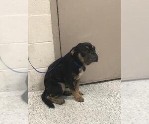 American Bulldog-Unknown Mix Dogs for adoption in Conroe, TX, USA