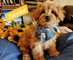 Puppy Zayne Cavachon-Poodle (Miniature) Mix