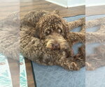 Small #1 German Shorthaired Pointer-Poodle (Standard) Mix