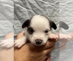 Small Photo #8 Miniature Australian Shepherd Puppy For Sale in BRANDON, MS, USA