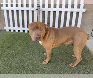 Mutt Dogs for adoption in Modesto, CA, USA