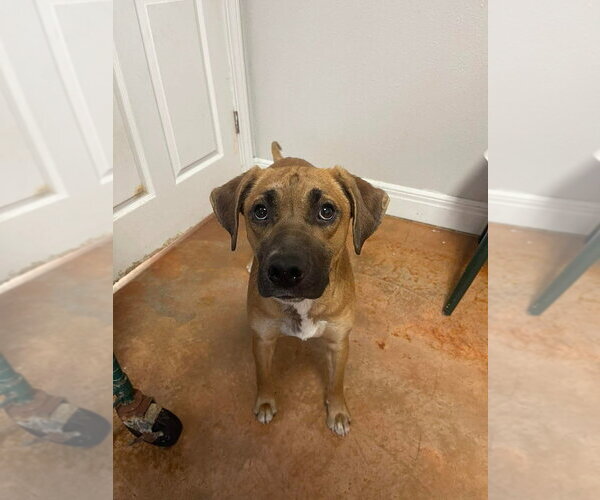 Medium Photo #5 Rhodesian Ridgeback-Unknown Mix Puppy For Sale in Bolivar, MO, USA