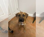 Small #4 Rhodesian Ridgeback Mix
