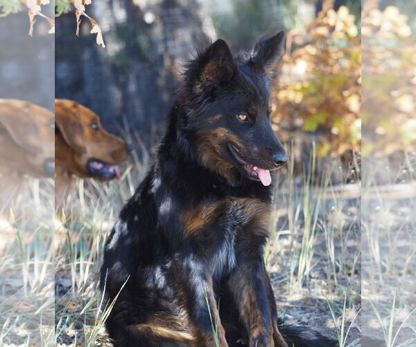 Medium Photo #2 Mutt Puppy For Sale in Chama, NM, USA