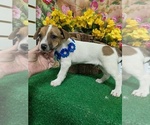 Small #1 Jack Russell Terrier
