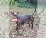 Small Staffordshire Bull Terrier