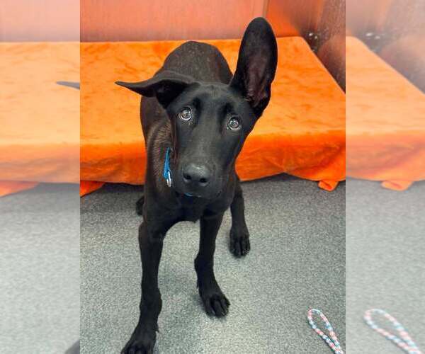 Medium Photo #2 Mutt Puppy For Sale in Imlay City, MI, USA
