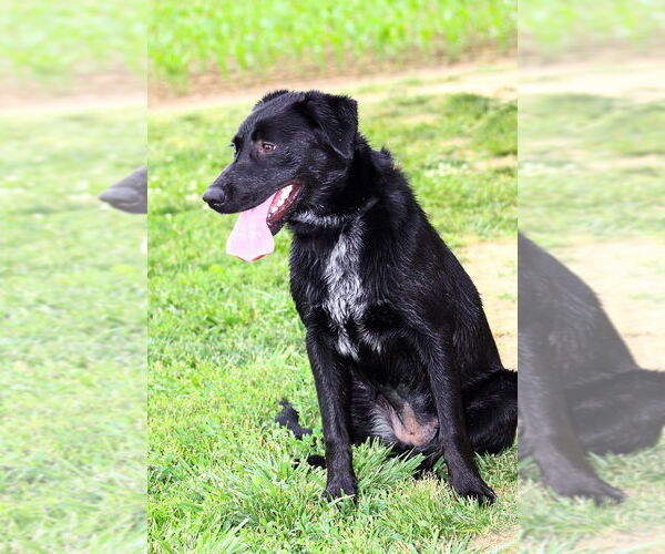 Medium Photo #5 Labrador Retriever Puppy For Sale in Evansville, IN, USA