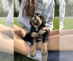 Small #10 Aussiedoodle