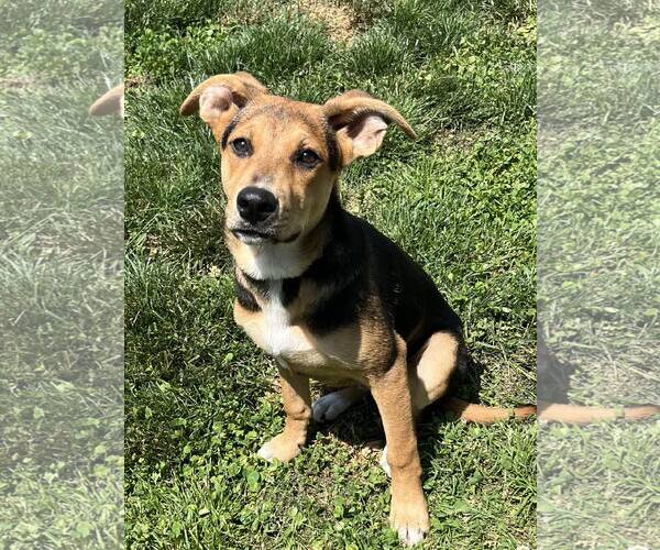 Medium Photo #3 Mutt Puppy For Sale in Mount Laurel, NJ, USA