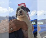 Small #2 Border-Aussie