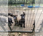 Small #10 Belgian Malinois