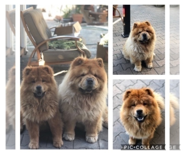Medium Photo #1 Chow Chow Puppy For Sale in SAN JOSE, CA, USA
