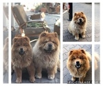 Small Photo #1 Chow Chow Puppy For Sale in SAN JOSE, CA, USA