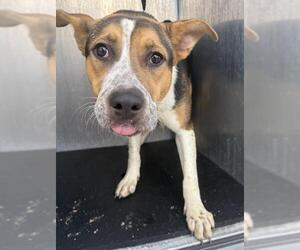 American Staffordshire Terrier-Unknown Mix Dogs for adoption in San Antonio, TX, USA