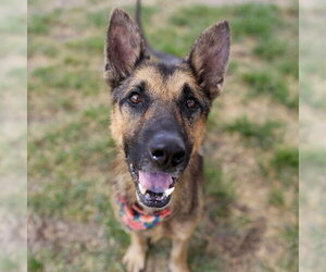 German Shepherd Dog Dogs for adoption in San Antonio, TX, USA