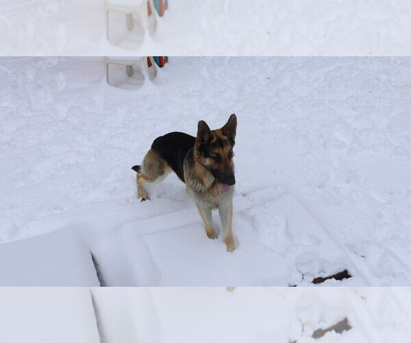 Medium Photo #44 German Shepherd Dog Puppy For Sale in Sebec, ME, USA