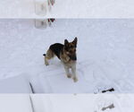 Small #43 German Shepherd Dog