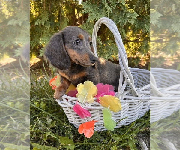 Medium Photo #3 Dachshund Puppy For Sale in MIDDLEBURY, IN, USA