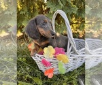 Small #2 Dachshund