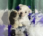 Image preview for Ad Listing. Nickname: Boo