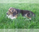 Small Photo #6 Beagle Puppy For Sale in PINE GROVE, PA, USA