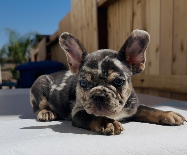 Medium Photo #3 French Bulldog Puppy For Sale in SACRAMENTO, CA, USA