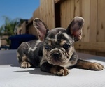Spot - Male French Bulldog Puppy for Sale - Photo #3