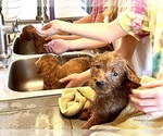 Small #4 Goldendoodle