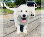 Small #12 Maremma Sheepdog
