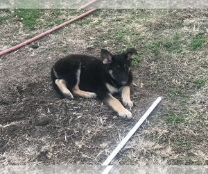 German Shepherd Dog Puppy for sale in CLAYTON, NC, USA