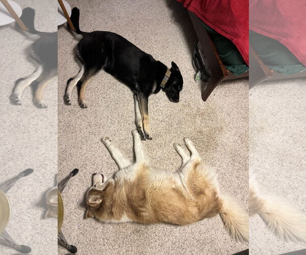 Medium Photo #3 German Shepherd Dog Puppy For Sale in Woodland, CA, USA