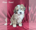 Image preview for Ad Listing. Nickname: Litter of 8