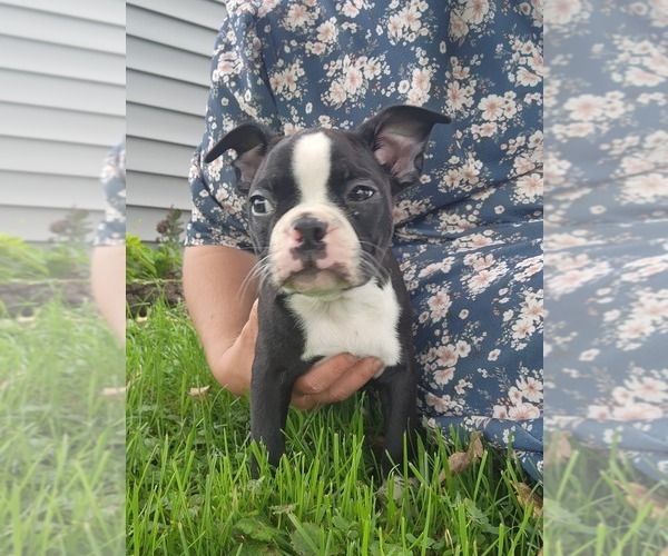 Medium Photo #3 Boston Terrier Puppy For Sale in GREENWOOD, WI, USA