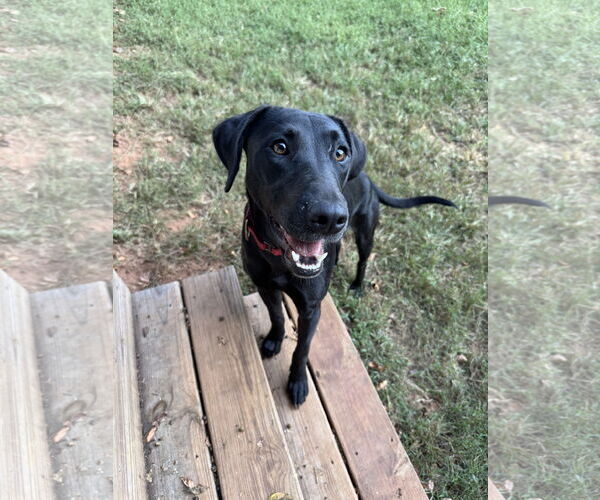 Medium Photo #1 Labrador Retriever-Unknown Mix Puppy For Sale in Greenville, SC, USA