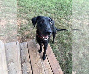 Labrador Retriever-Unknown Mix Dogs for adoption in Greenville, SC, USA