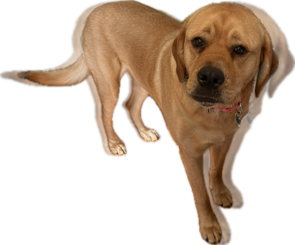 Medium Photo #5 Labrador Retriever-Unknown Mix Puppy For Sale in Garner, NC, USA