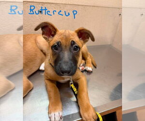 Flower Patch Litter Buttercup - Located in TX - Female German Shepherd Dog-Unknown Mix Dog for Adoption - Photo #10