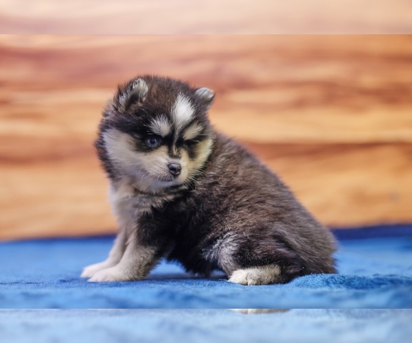 Medium Photo #3 Pomsky Puppy For Sale in DEER GROVE, IL, USA