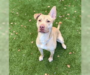 American Pit Bull Terrier Dogs for adoption in Salinas, CA, USA