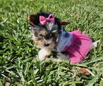 Small Photo #7 Biewer Yorkie Puppy For Sale in SARASOTA, FL, USA