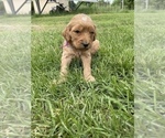 Small Photo #9 Goldendoodle Puppy For Sale in EATON RAPIDS, MI, USA